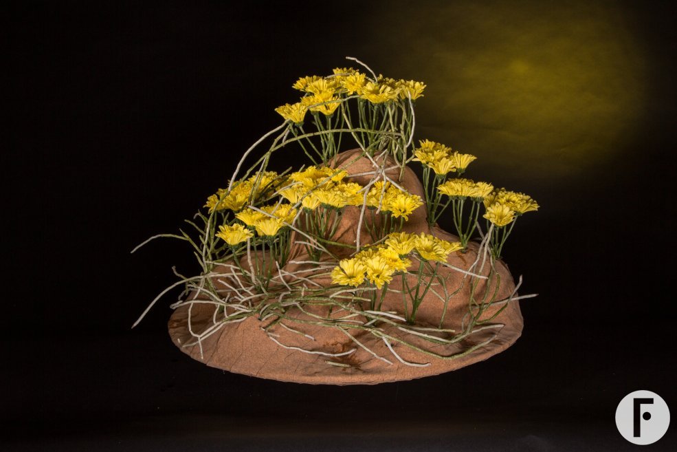 Floral treasure: the 'Nibali' Chrysanthemum 