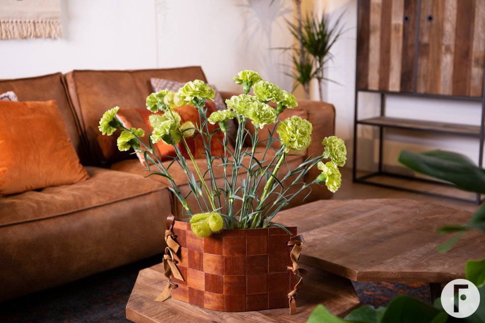 Trendy Dianthus in tough interior