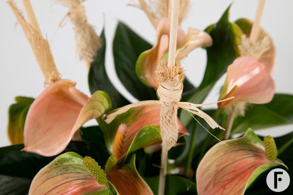 Anthurium arrangement with natural details - Flower Factor