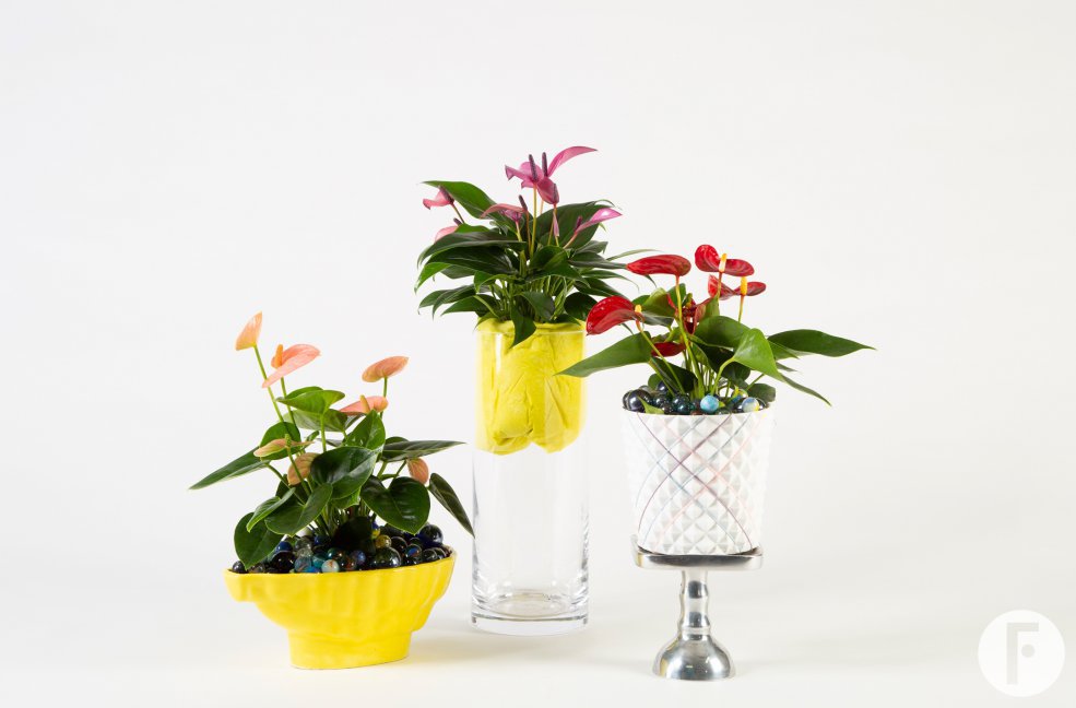Playfull Anthurium arrangements - Roos van Unen - Flower Factor
