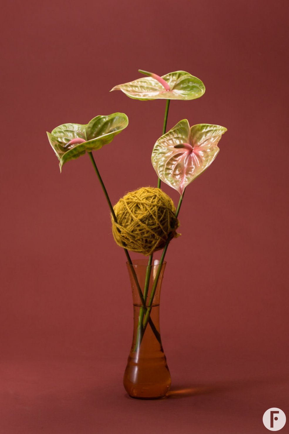 cute cut Anthurium 'Pistache' arrangement