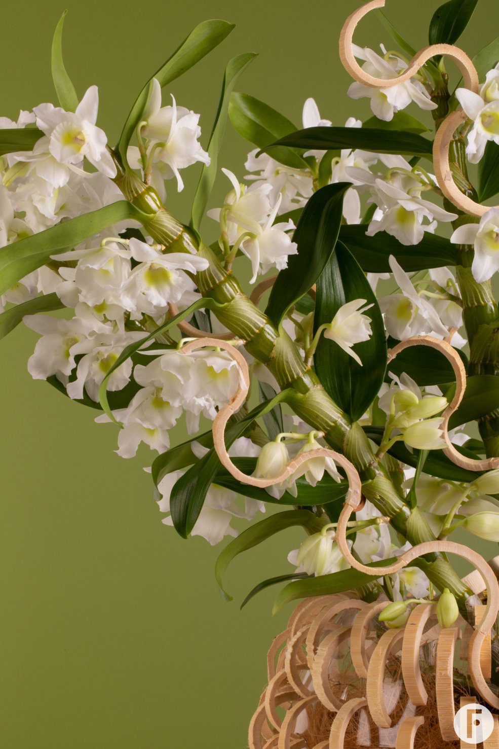 Bamboo Orchid Pure White close-up
