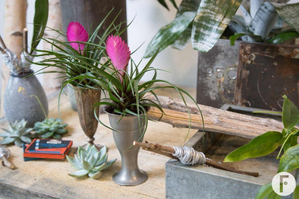 Bromeliad interior idea Flower Factor 2