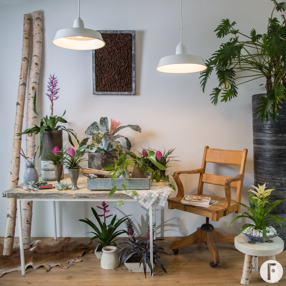 Bromeliad interior idea Flower Factor