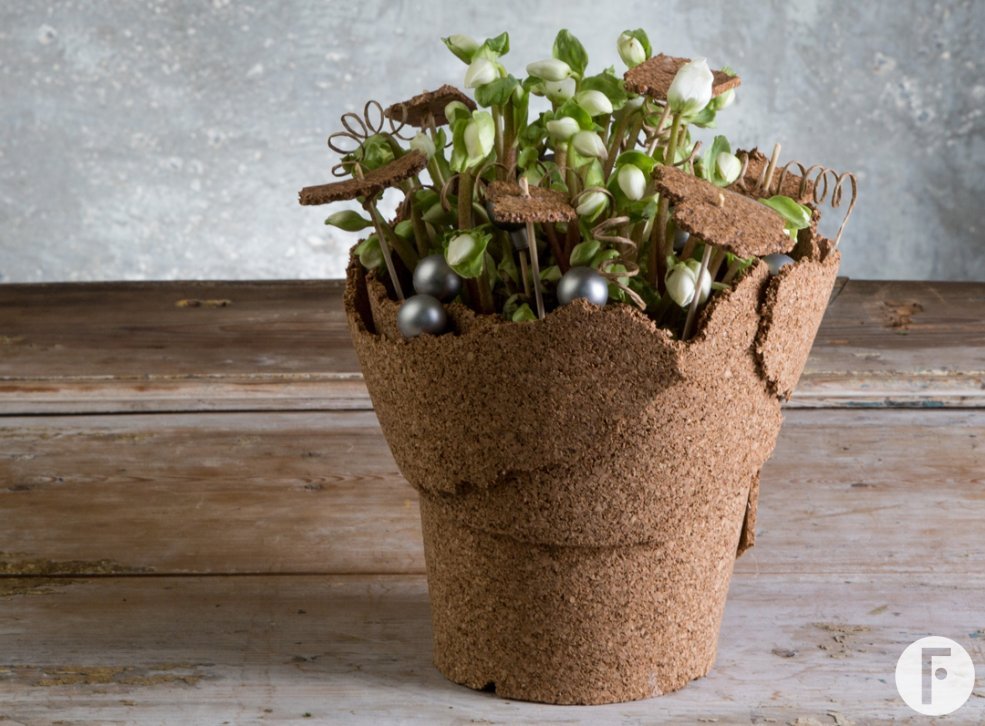 Christmas Hellebores Pim van den Akker Flower factor Verboom Winter Angels uitsnede