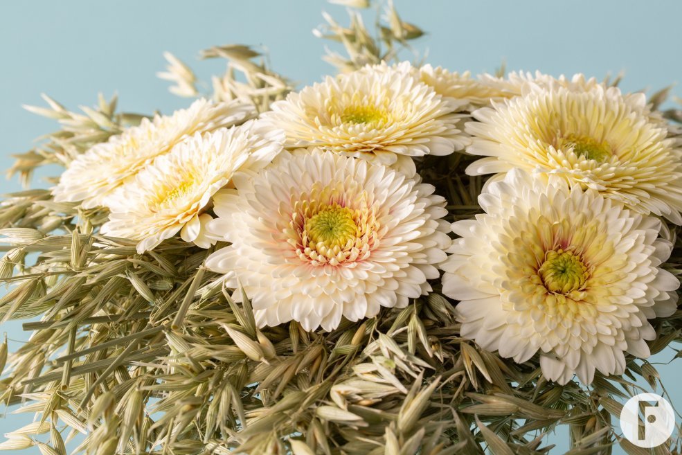 Bouquet with mini Gerbera Mi Dotti Gerardo - design by Pim van den Akker