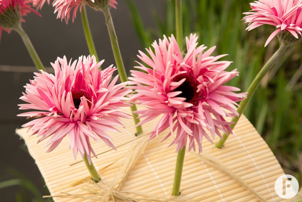 Frame bouquet with pink Mi Twisti Iggy