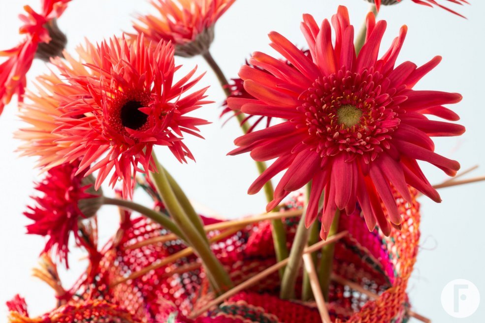 Colourful mini Gerbera varieties for Mother's Day - detail