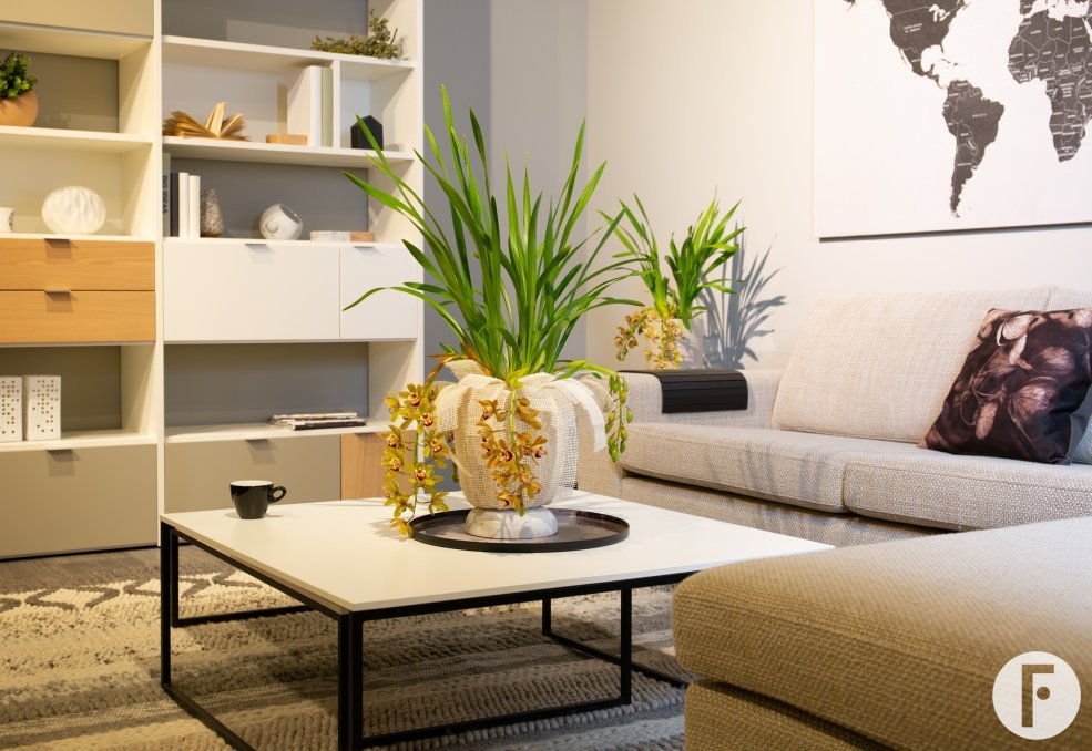 Cascade Cymbidium 'Agiro' - Urban Modern