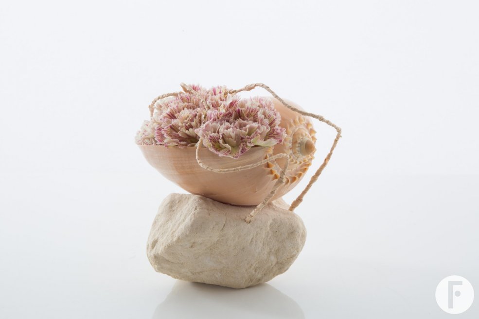 Dianthus in a seashell