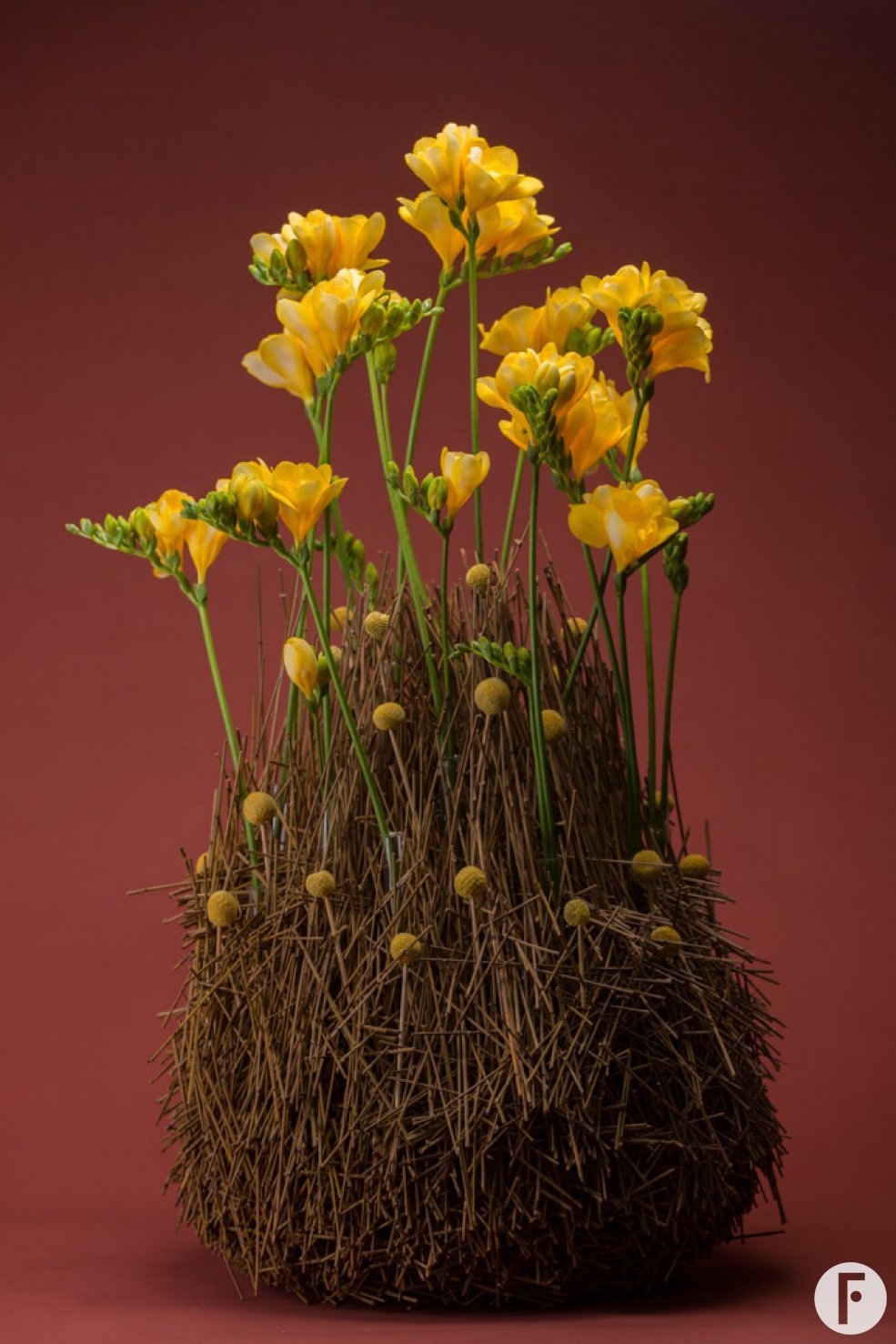Yellow Freesia mountain