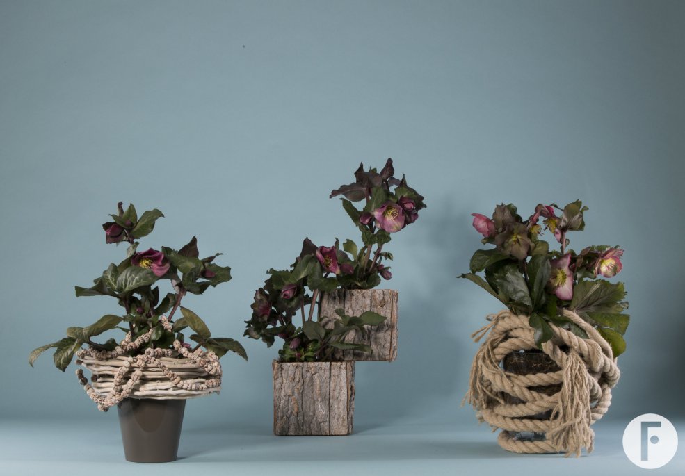 Wintery Hellebore Frostkiss arrangements