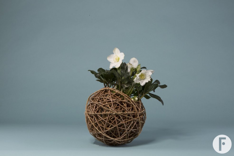 Kwekerij Verboom 'Helleborus Niger' design