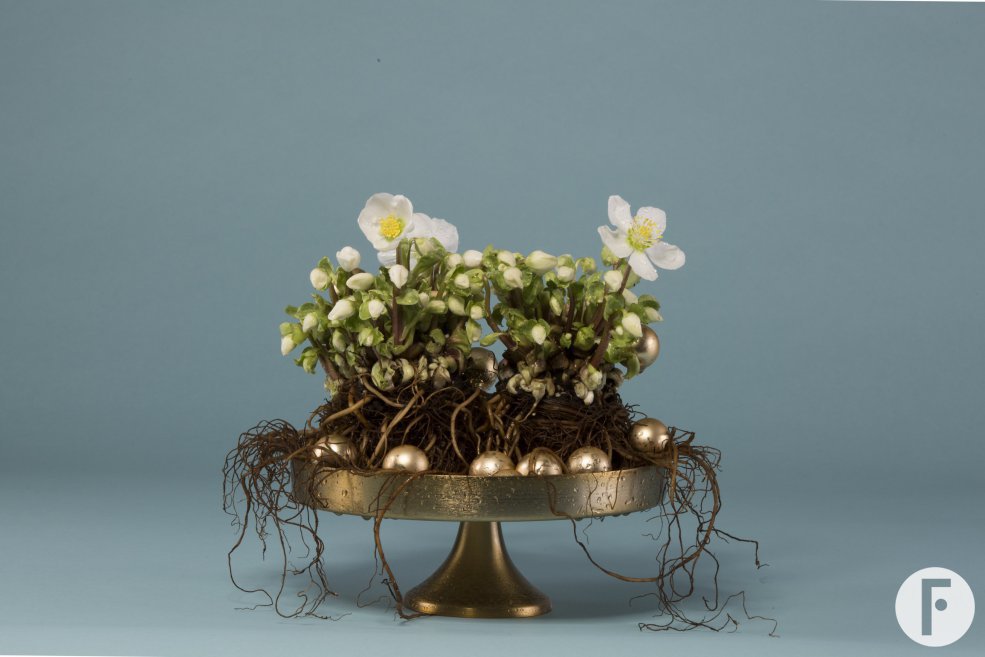 Subtle Christmas arrangement with Hellebore 'Verboom Beauty'