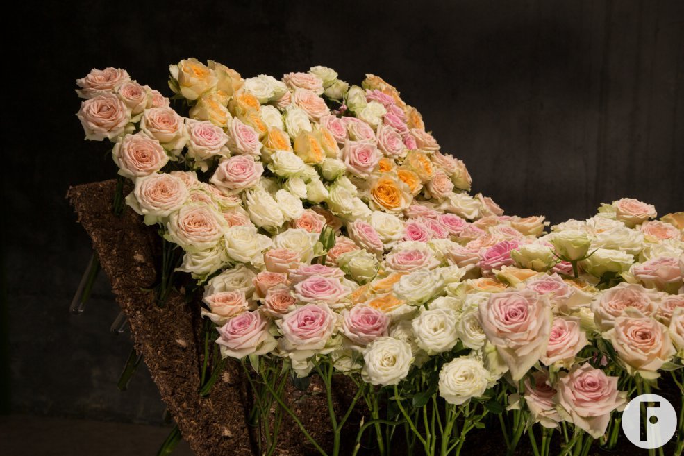 bed of spray roses 3