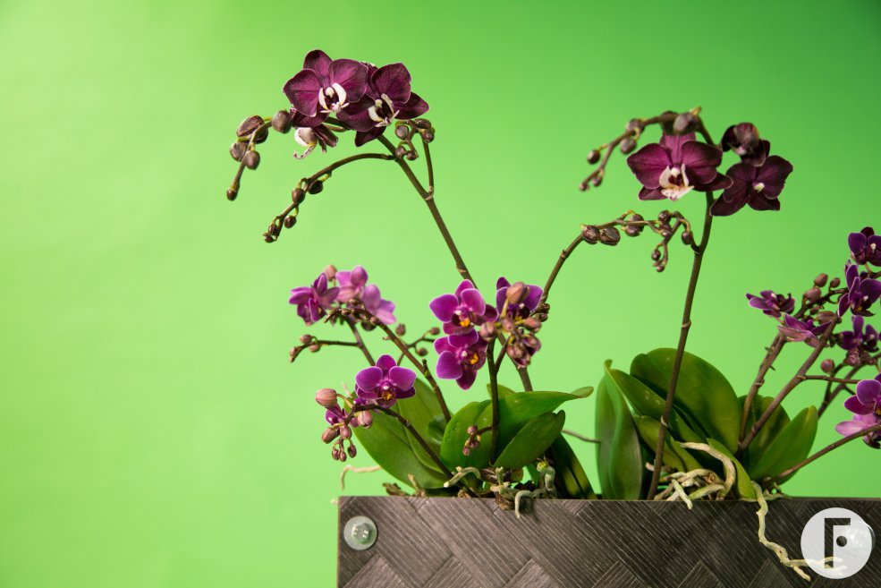 orchid arrangement idea Pim van den Akker Opti flor