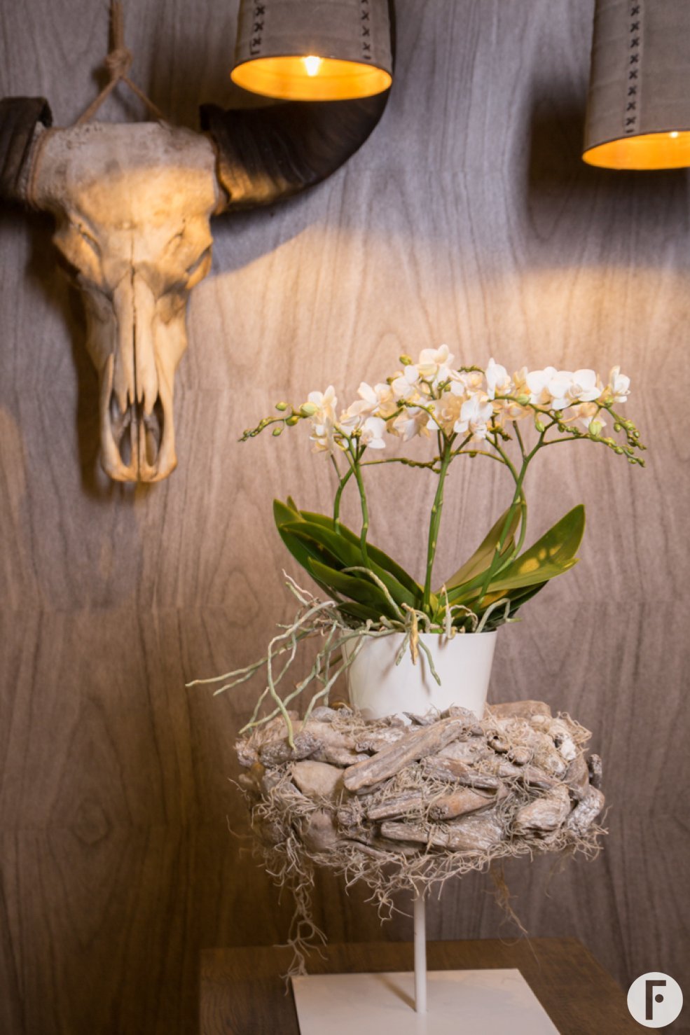 Phalaenopsis in country chic interior