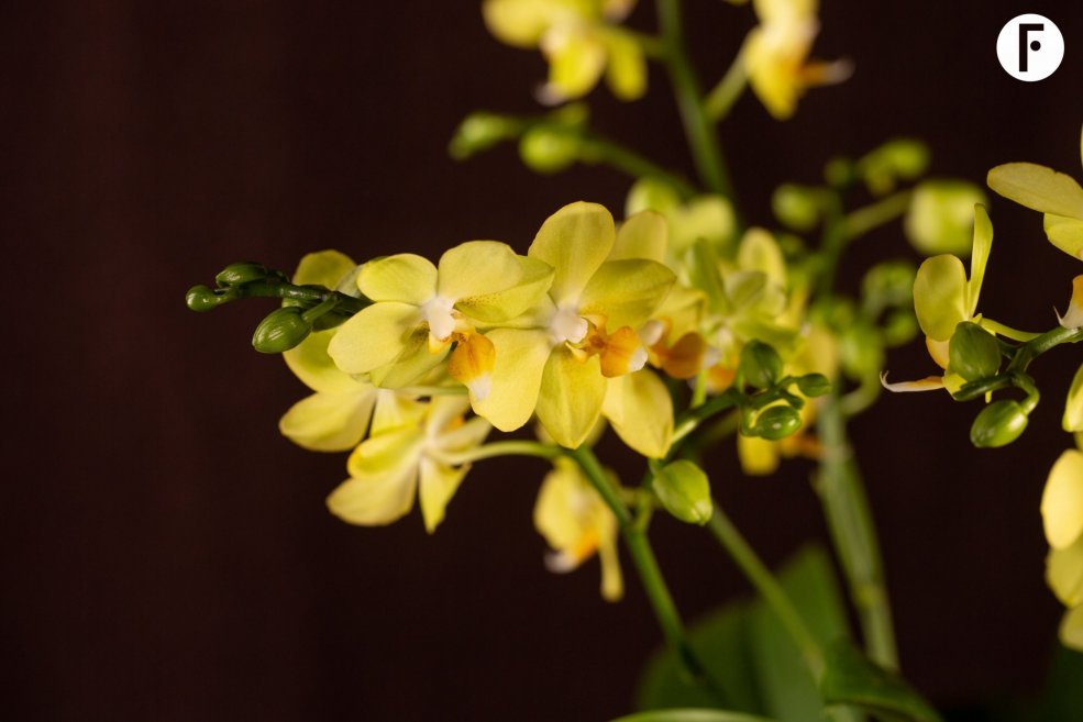 Christmas multiflora Phalaenopsis - Van der Hoorn - Flower Factor