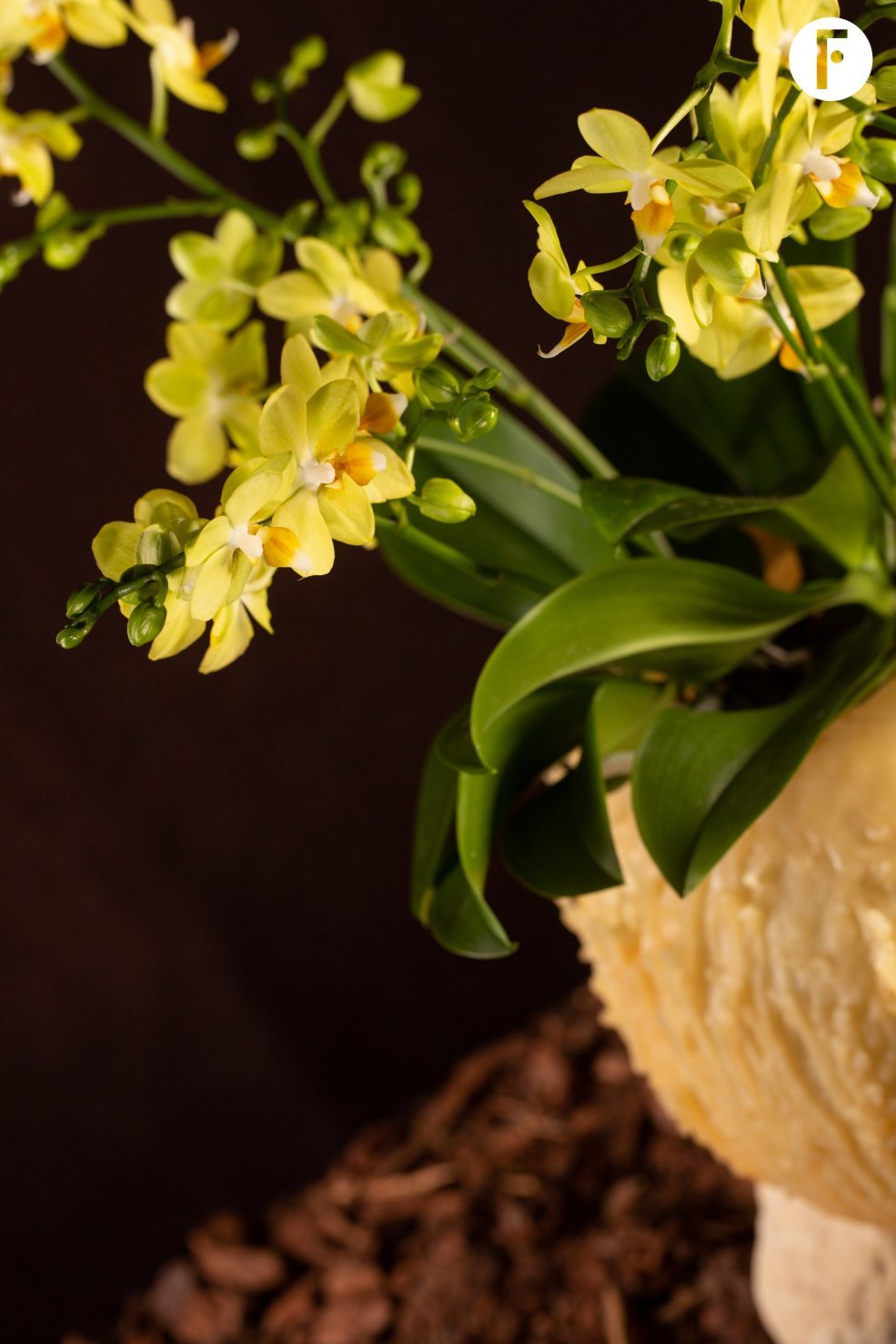 Christmas multiflora Phalaenopsis - Van der Hoorn - Flower Factor