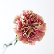 Carnation