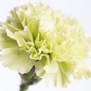 Carnation