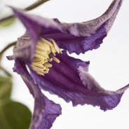 Clematis