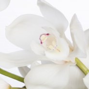 Cymbidium