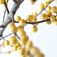 Ilex Verticillata geel