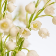 Lily of the Valley