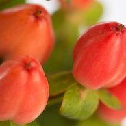 Hypericum