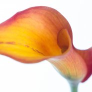 Calla