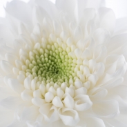 Chrysanthemum