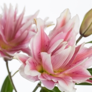 Rose Lilly