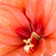 Amaryllis