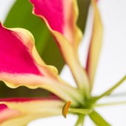 Gloriosa Rotschildiana - red