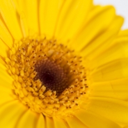 Gerbera Daisies