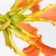 Gloriosa Rotschildiana - orange