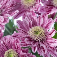 Chrysanthemum