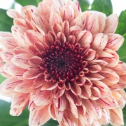 Chrysanthemum