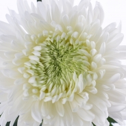 Chrysanthemum