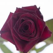Black Baccara
