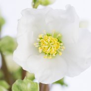 Hellebores