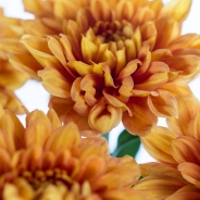 Chrysanthemum