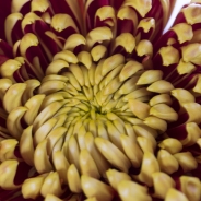 Chrysanthemum