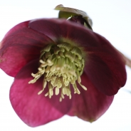 Helleborus 