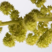 Amaranthus caudatus