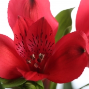 Alstroemeria
