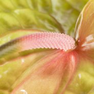 Cut Anthurium