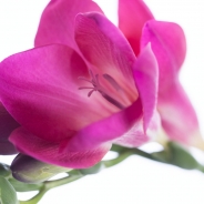 Pink Passion