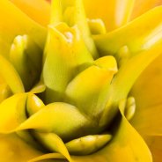 Bromelia Guzmania Soledob